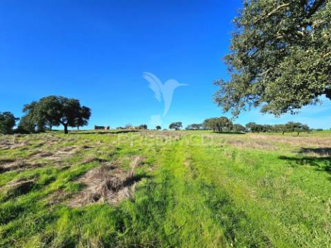 Terreno com 4,3 ha e ruínas no concelho de ourique