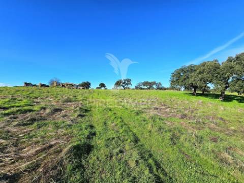 Terreno com 4,3 ha e ruínas no concelho de ourique