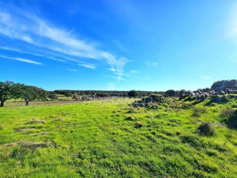 Terreno com 4,3 ha e ruínas no concelho de ourique