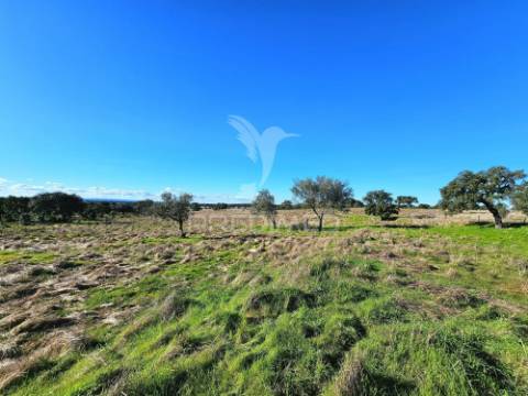 Terreno com 4,3 ha e ruínas no concelho de ourique