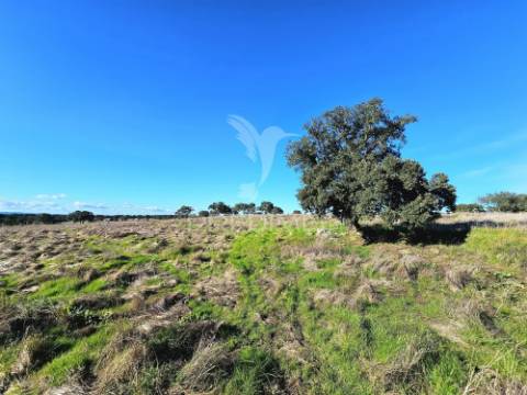 Terreno com 4,3 ha e ruínas no concelho de ourique
