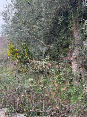 A quintinha mais bonita de antime