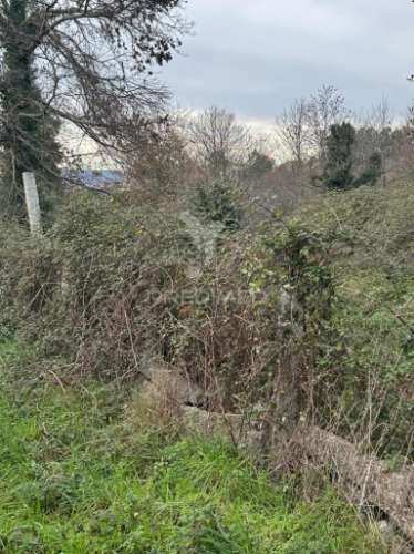 A quintinha mais bonita de antime