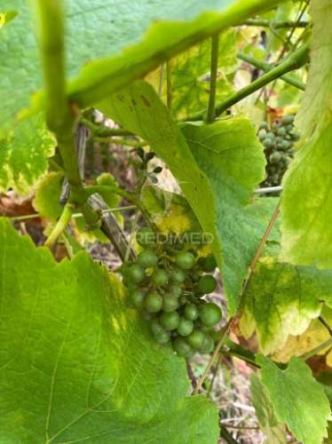 Moradia e palheiro em pedra com 2.770m2 de terreno no arco da calheta