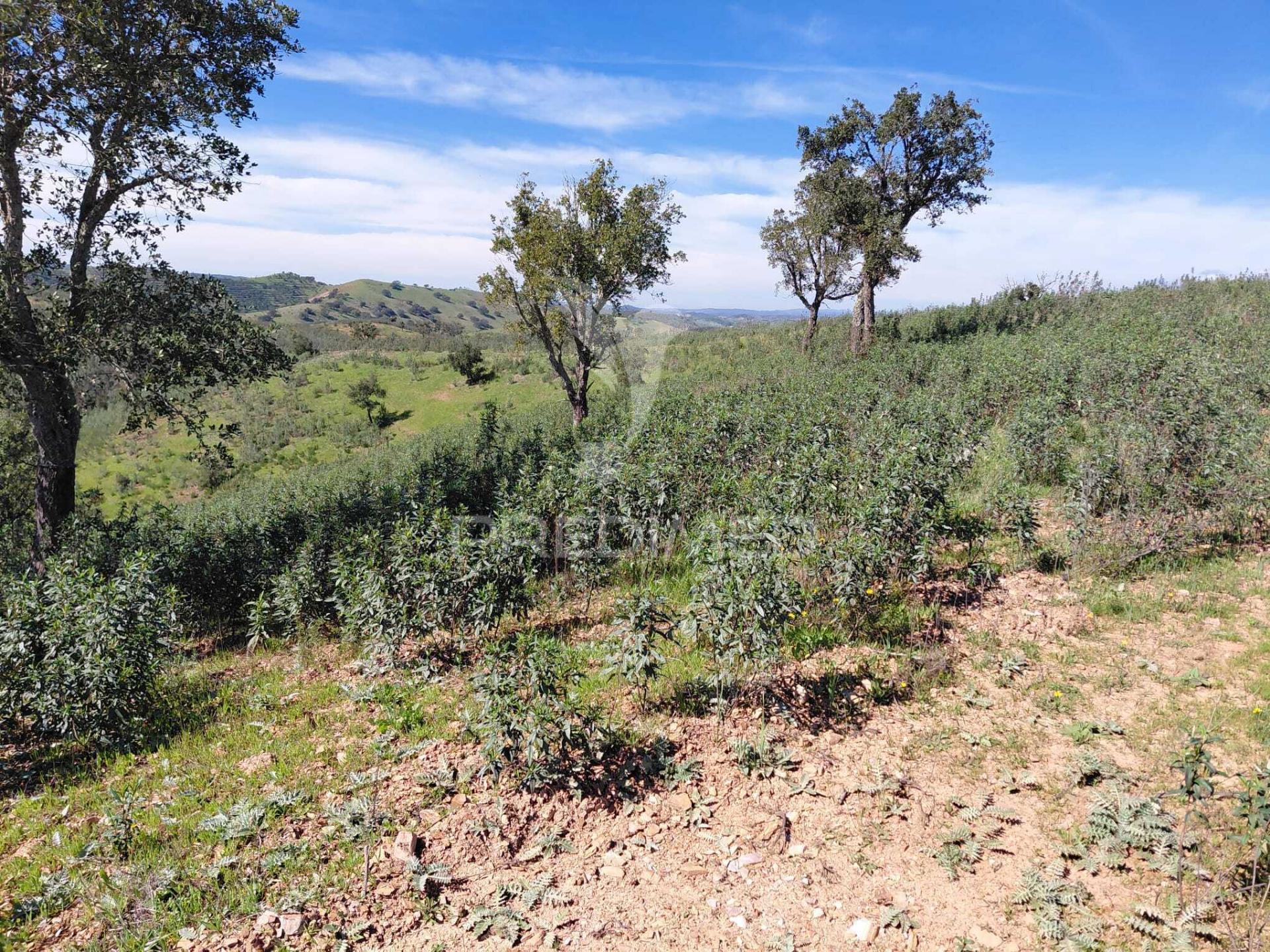 Terreno rústico ,sabóia,odemira.