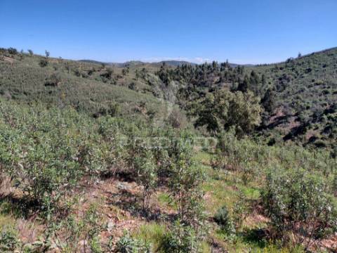 Terreno rústico ,sabóia,odemira.