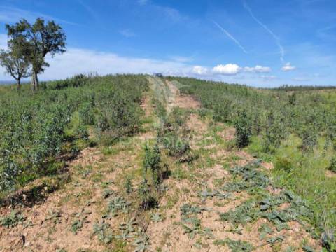 Terreno rústico ,sabóia,odemira.