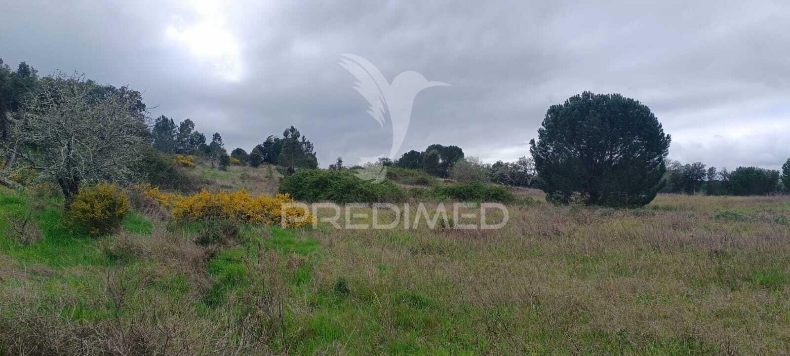 Terreno rustico (1,6 ha) junto à mata de cabeção– excelente oportunidade