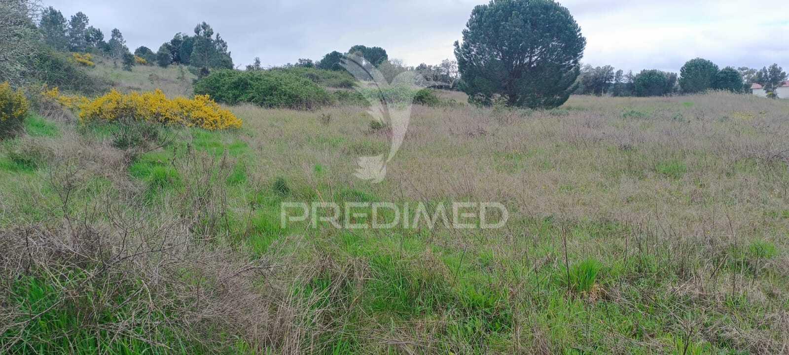 Terreno rustico (1,6 ha) junto à mata de cabeção– excelente oportunidade