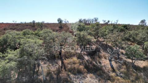 Terreno rústico com 5,2500 ha em chada velha, ourique