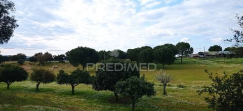 Monte alentejano, montargil