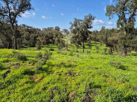 Terreno rústico no alentejo – natureza, tranquilidade e potencial de construção