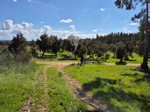 Terreno rústico no alentejo – natureza, tranquilidade e potencial de construção