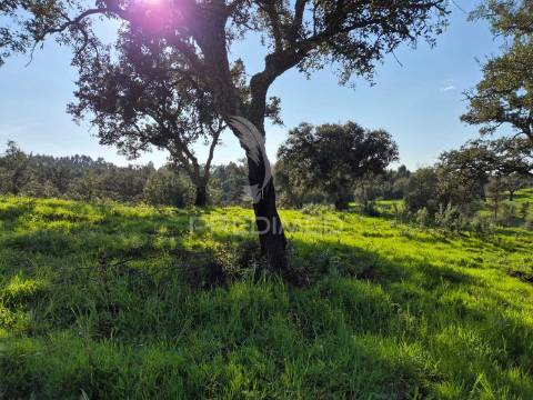 Terreno rústico no alentejo – natureza, tranquilidade e potencial de construção