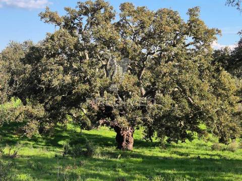 Terreno rústico no alentejo – natureza, tranquilidade e potencial de construção