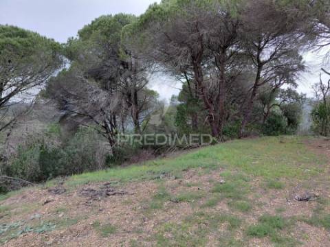Monte alentejano com 5,6 hc,são francisco serra, santiago do cacém.
