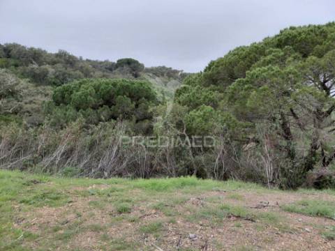 Monte alentejano com 5,6 hc,são francisco serra, santiago do cacém.