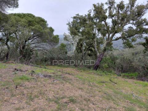 Monte alentejano com 5,6 hc,são francisco serra, santiago do cacém.