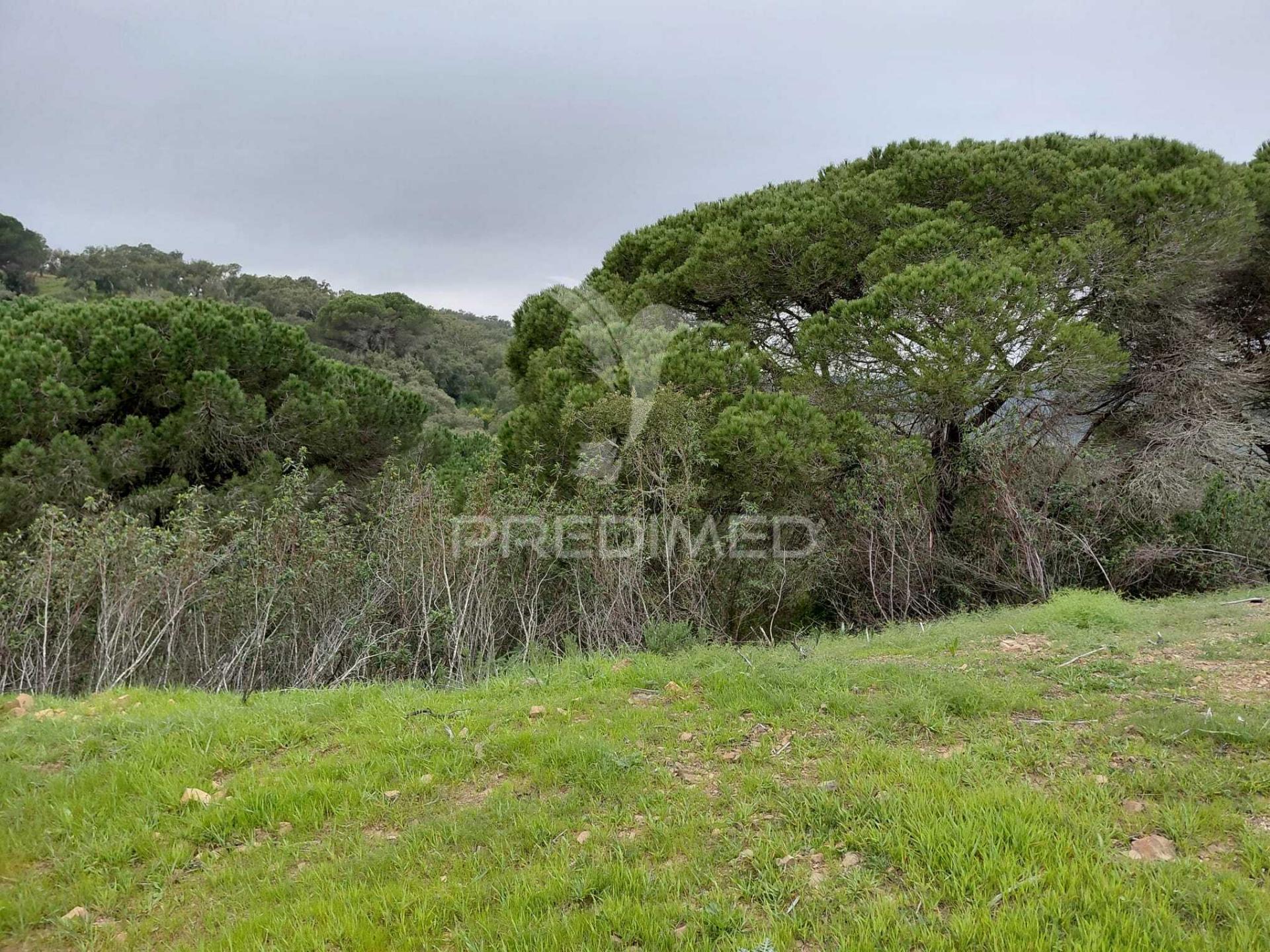 Terreno rústico com 4,050 hc,quinta nova, são francisco da serra.