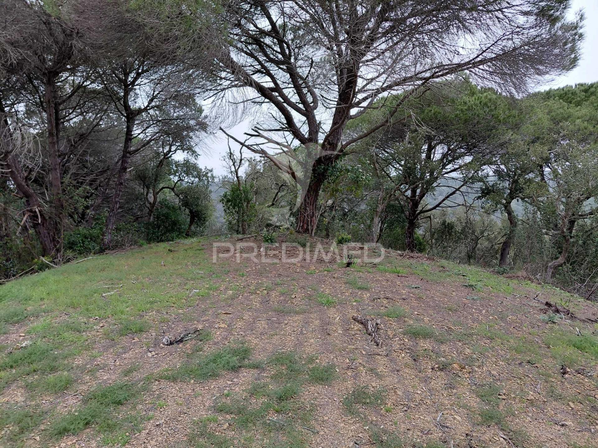 Terreno rústico com 4,050 hc,quinta nova, são francisco da serra.