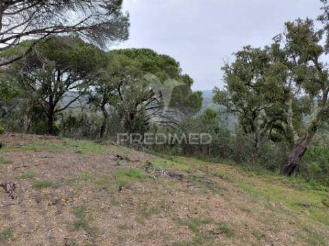 Terreno rústico com 4,050 hc,quinta nova, são francisco da serra.