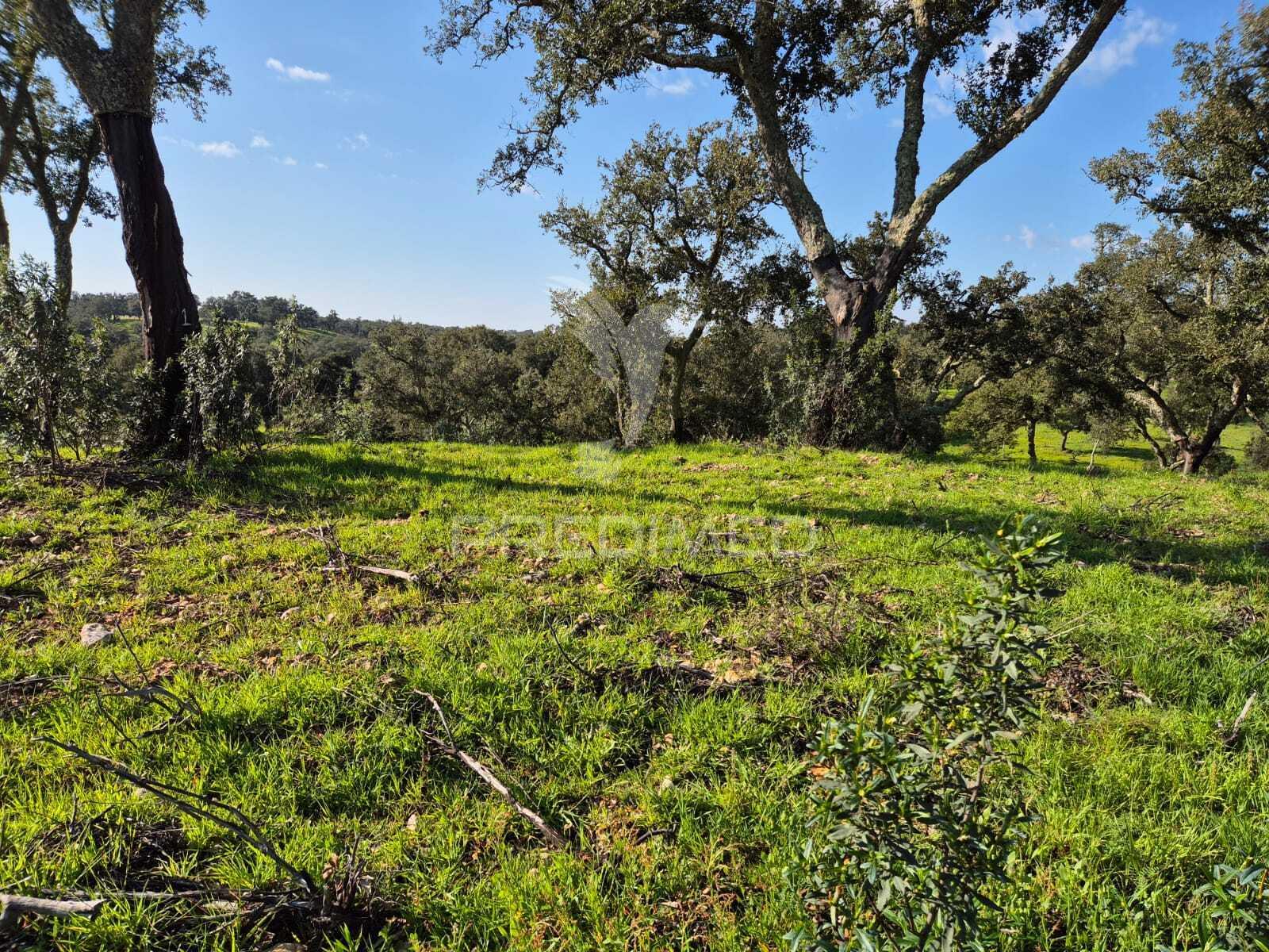 Herdade com elevado potencial de investimento em pavia,mora.
