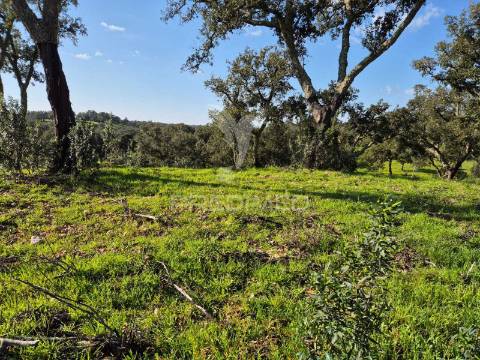 Herdade com elevado potencial de investimento em pavia,mora.