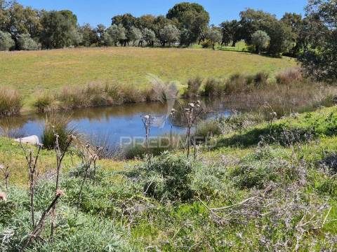 Herdade com elevado potencial de investimento em pavia,mora.