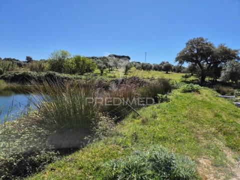 Herdade com elevado potencial de investimento em pavia,mora.