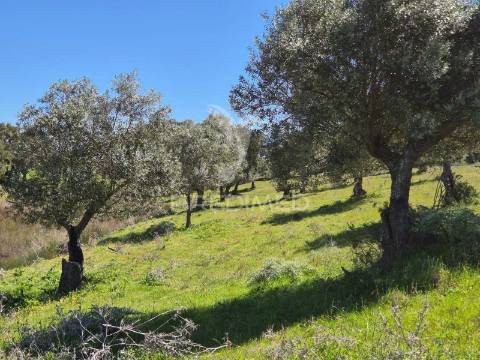Herdade com elevado potencial de investimento em pavia,mora.
