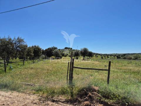 Herdade com elevado potencial de investimento em pavia,mora.