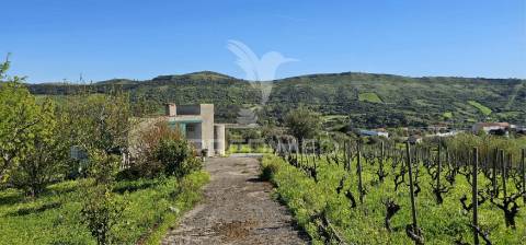 Terreno rústico bucelas com vinha e furo