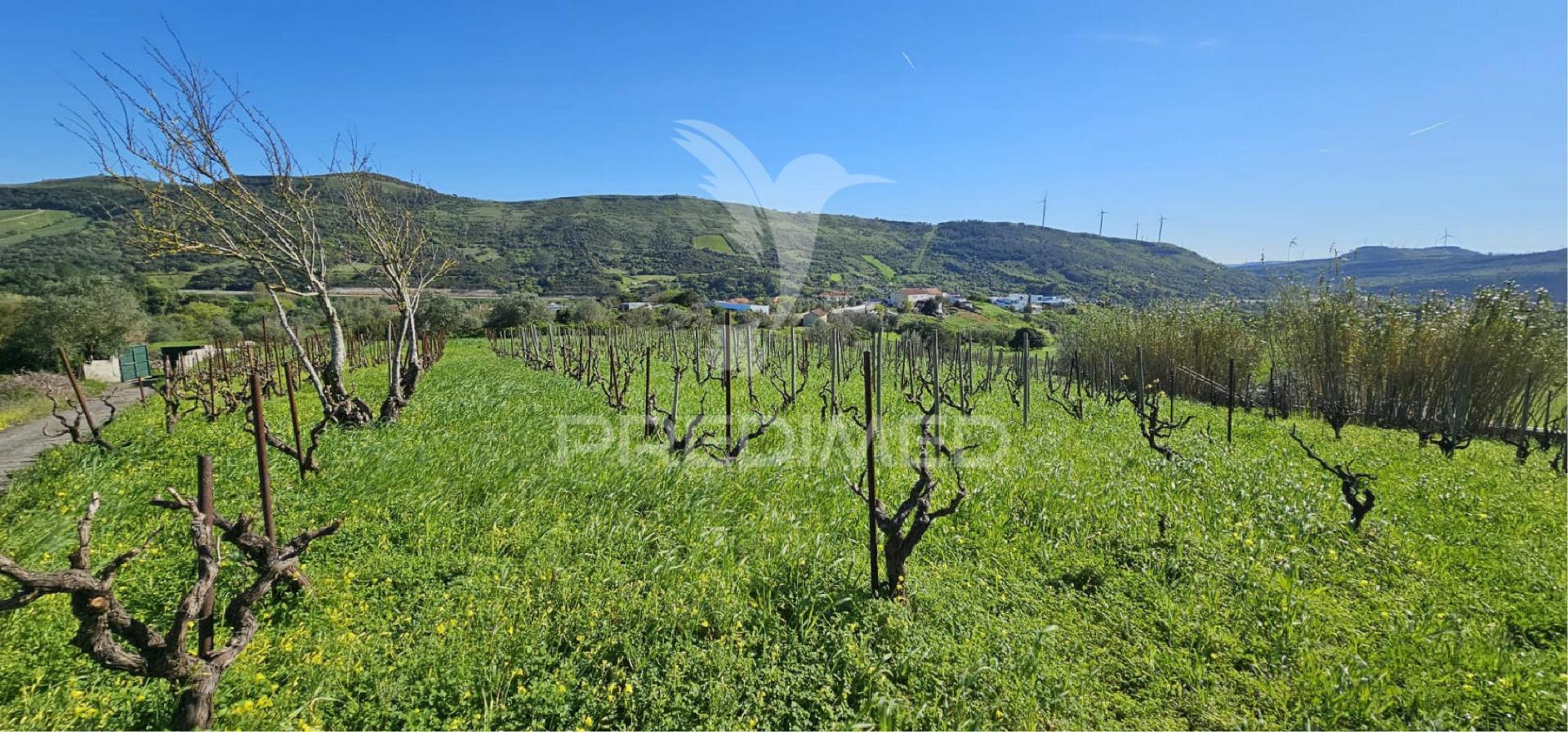 Terreno rústico bucelas com vinha e furo