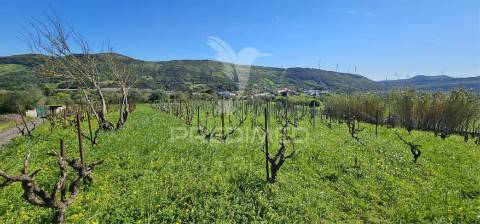 Terreno rústico bucelas com vinha e furo