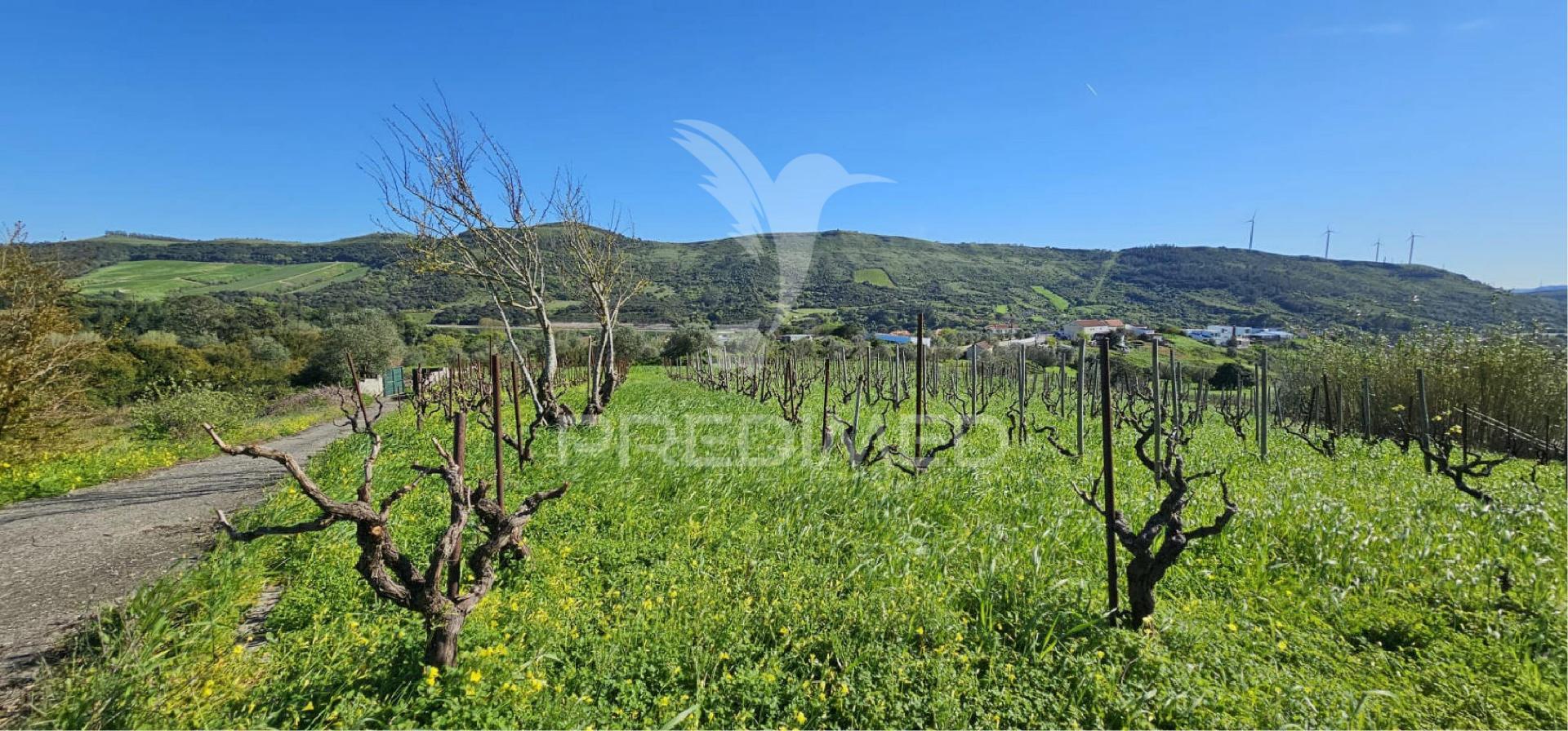 Terreno rústico bucelas com vinha e furo