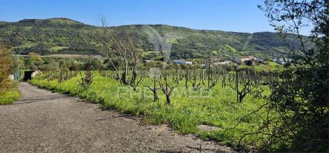 Terreno rústico bucelas com vinha e furo