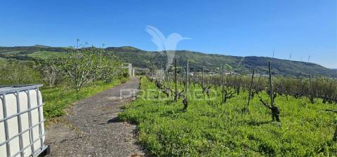 Terreno rústico bucelas com vinha e furo