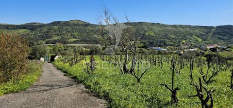 Terreno rústico bucelas com vinha e furo