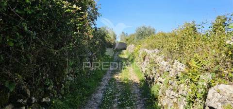 Terreno rústico bucelas com vinha e furo