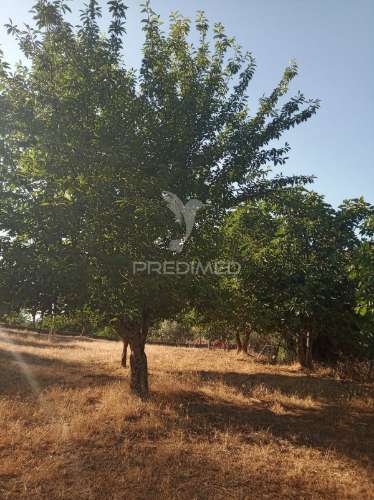 Quintinha com moradia recente