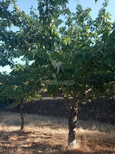 Quintinha com moradia recente