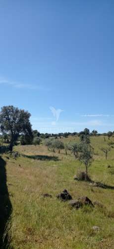 Quinta com 4,6 hectares, monte da pedra