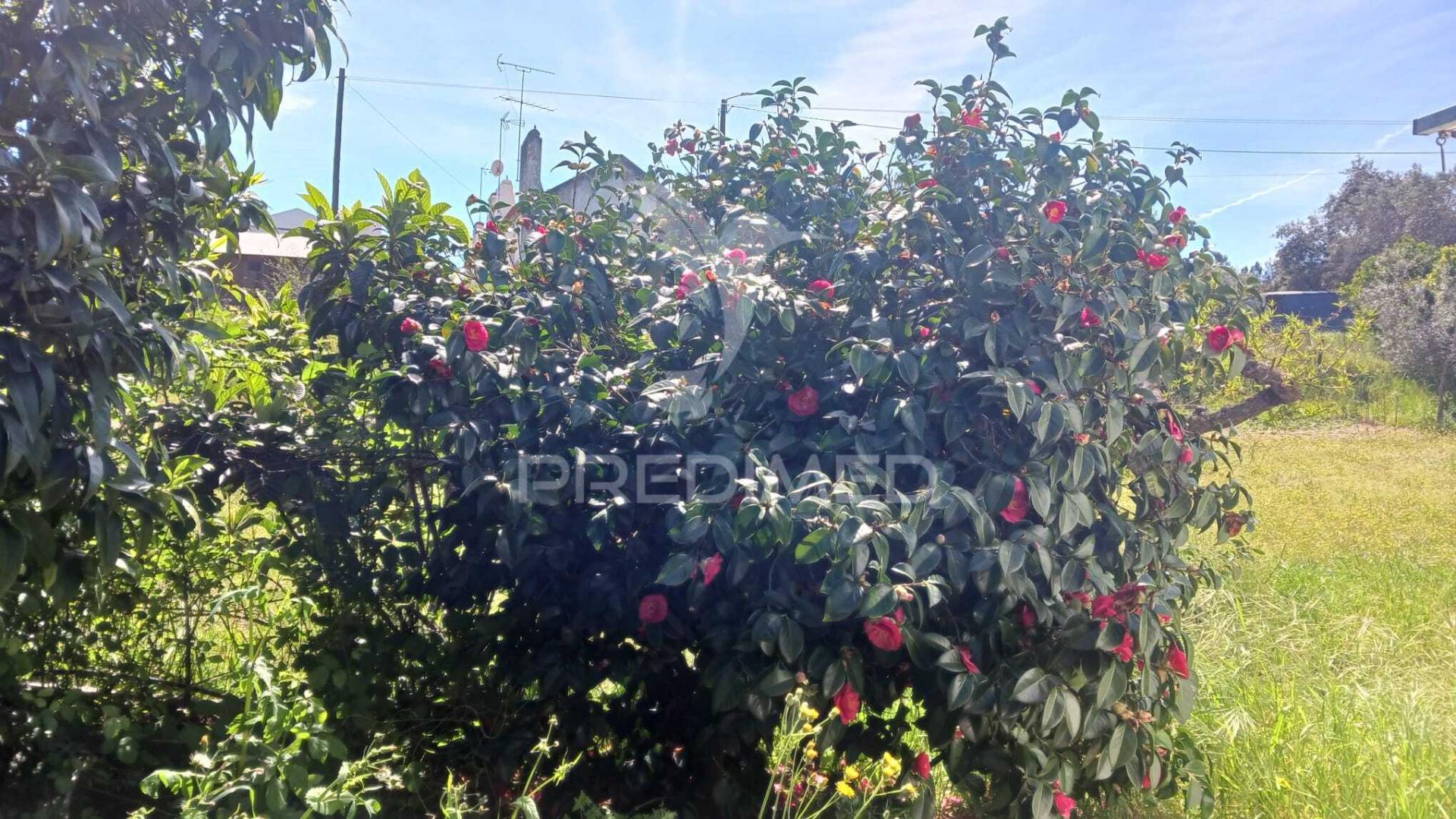 Quinta com moradia t3 e adega,lavre,montemor o novo.