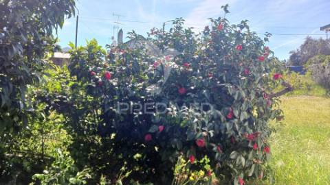 Quinta com moradia t3 e adega,lavre,montemor o novo.