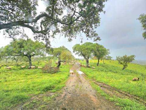 Terreno rústico com 28 hectares