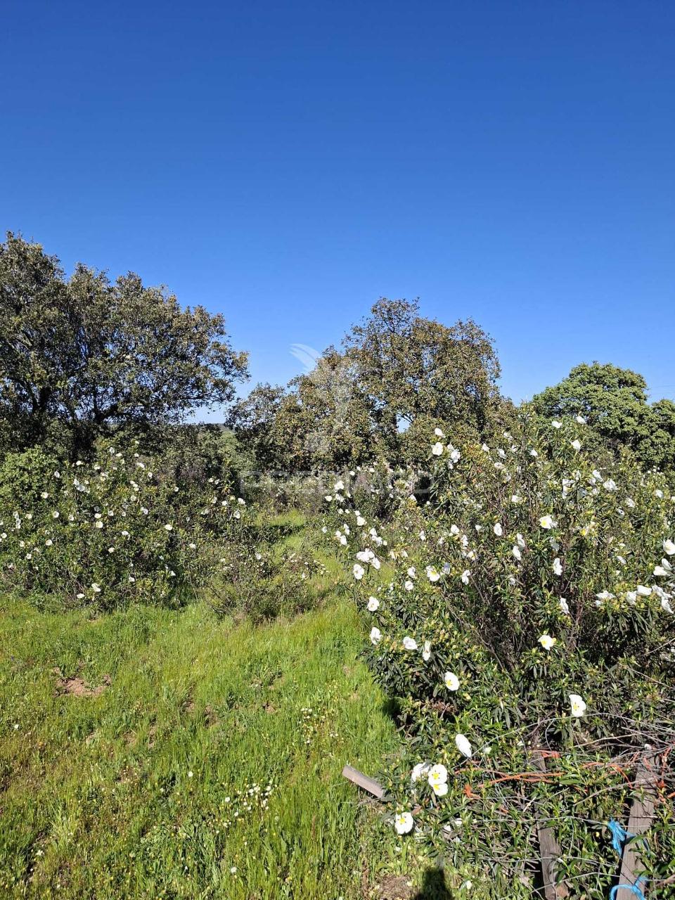 Terreno rustico com 4,625 hectares