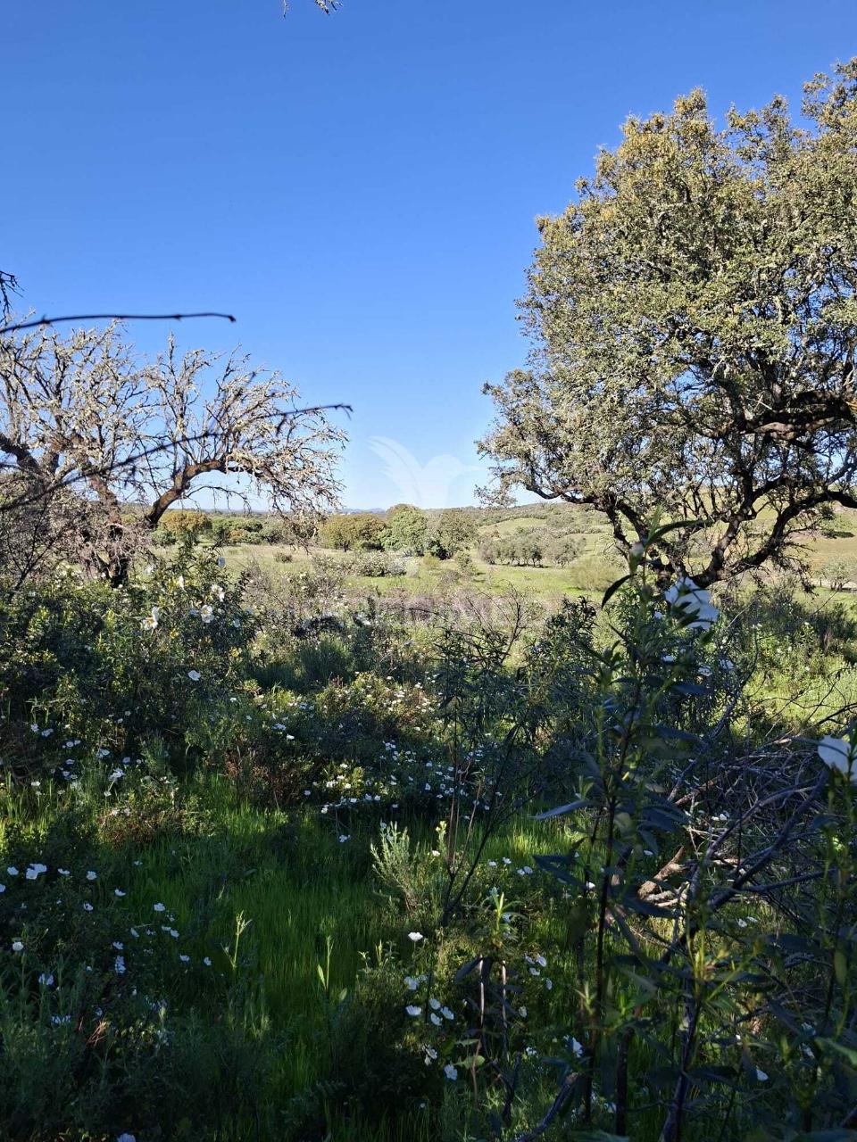 Terreno rustico com 4,625 hectares
