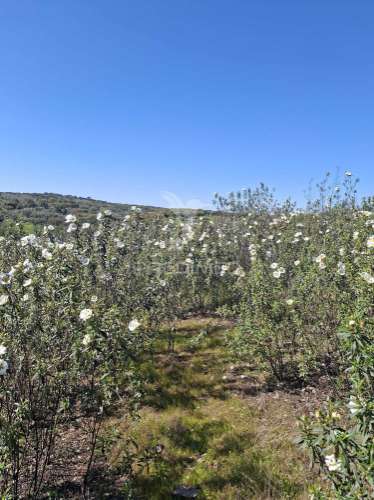 Terreno rustico com 4,625 hectares