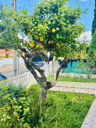 Encantadora moradia t2 no coração do barrocal algarvio – cerro de ouro, paderne