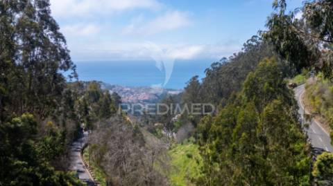 Terreno rústico numa zona verdejante com vista mar